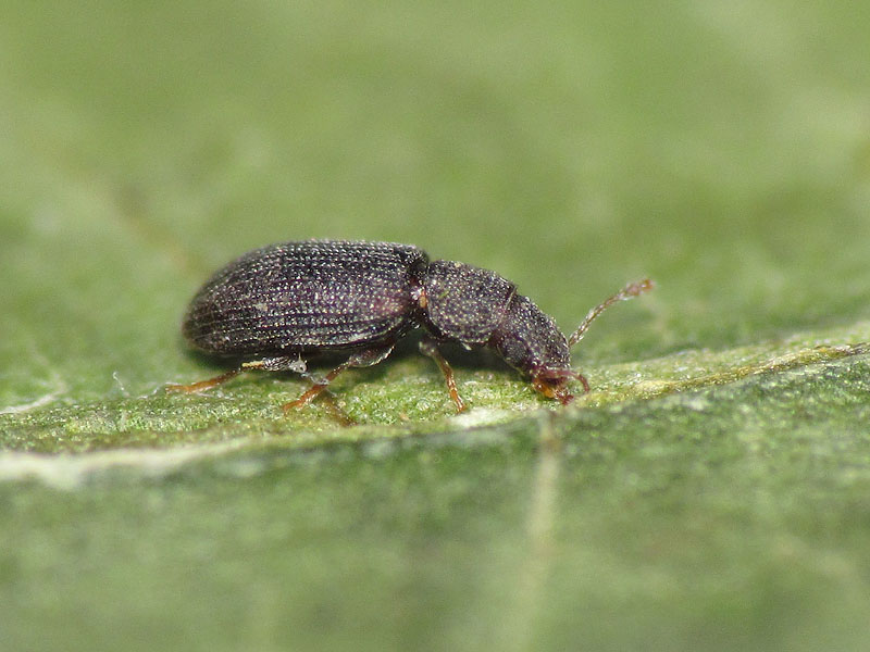 da identificare: Latridiidae ??  No, Mycetophagidae:  Berginus tamarisci